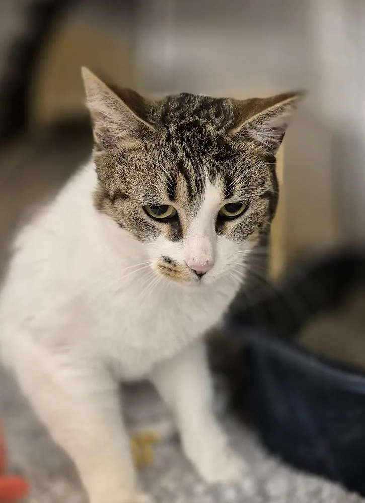 A young medium-sized female Domestic Short Hair cat named Biscotti for adoption in South Bend, IN