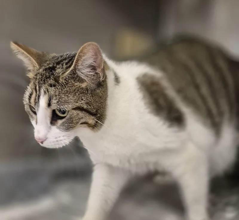 Biscotti thumbnail 4