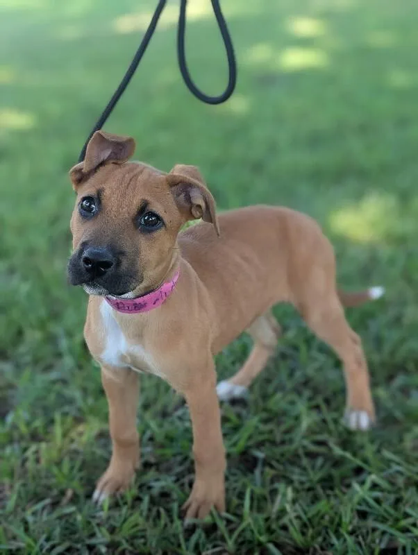 A baby small-sized female Tricolor (Brown, Black, & White) Boxer dog named Audrey Hepburn for adoption in Aiken, SC