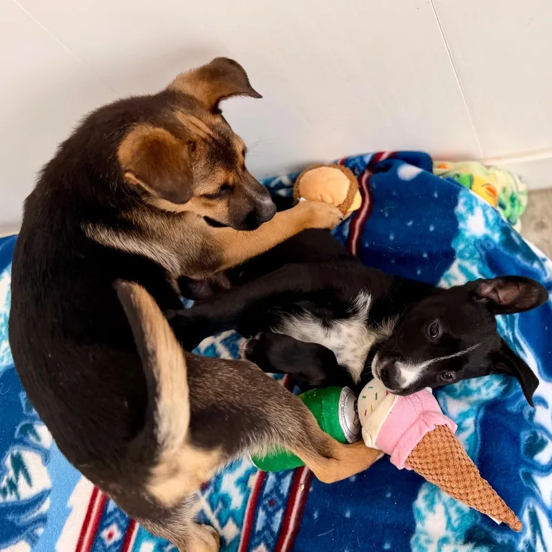 A baby medium-sized male Black Labrador Retriever dog named Will for adoption in Green Bay, WI