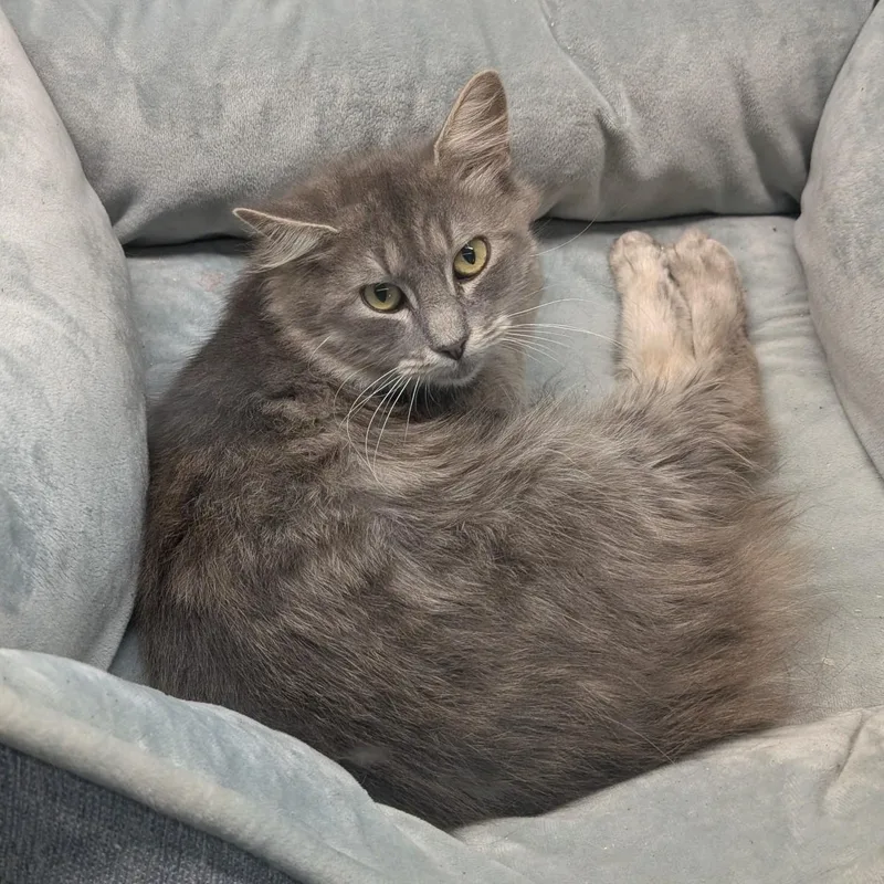 Rufus
