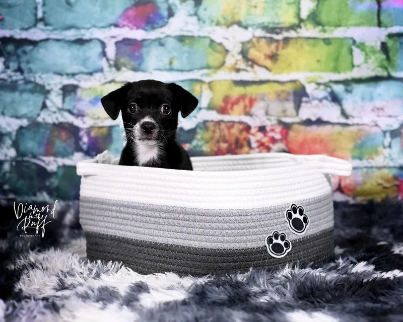 A baby small-sized female Black Chihuahua dog named Flo for adoption in New Port Richey, FL