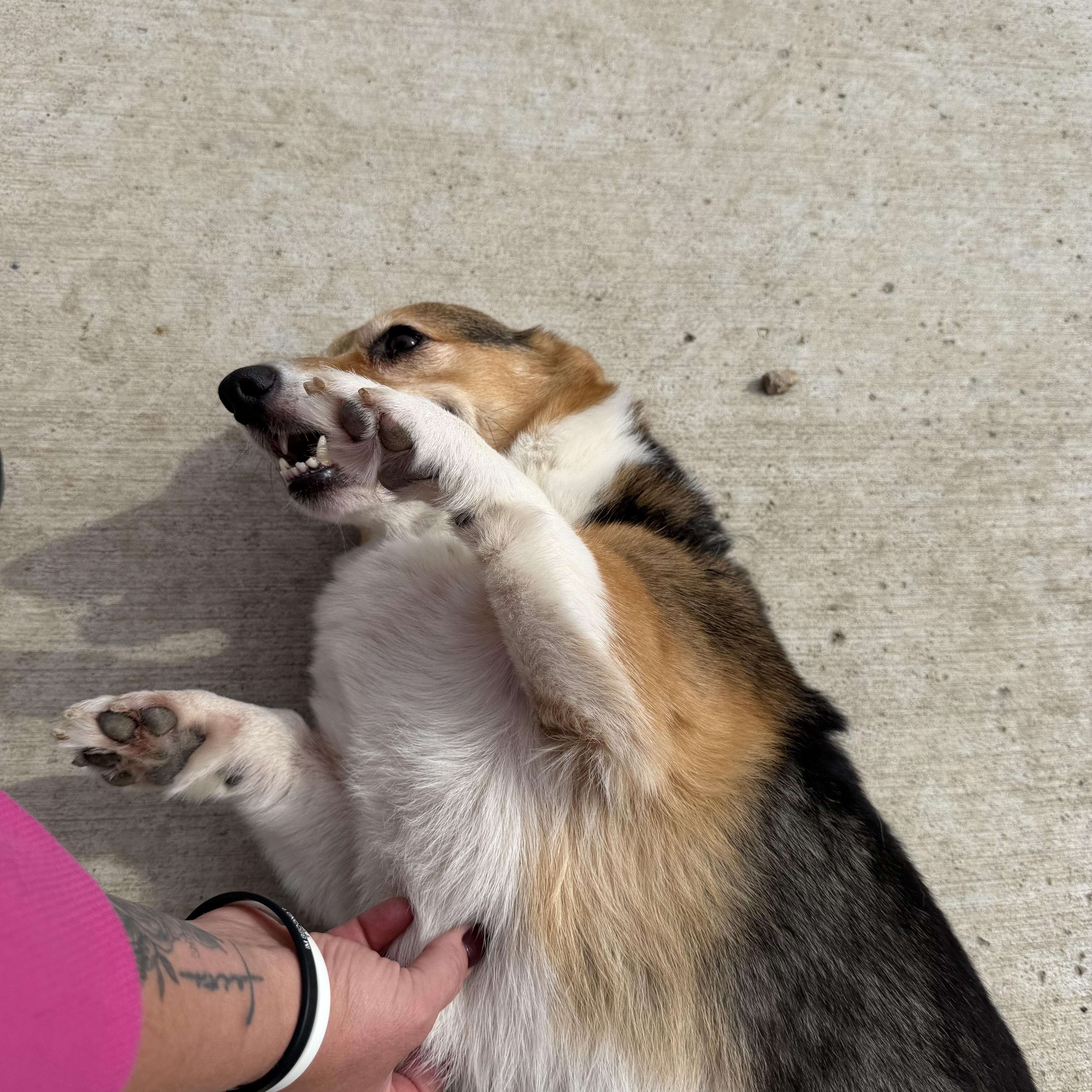 A senior small-sized male Black Corgi dog named Jax for adoption in Spencer, IA