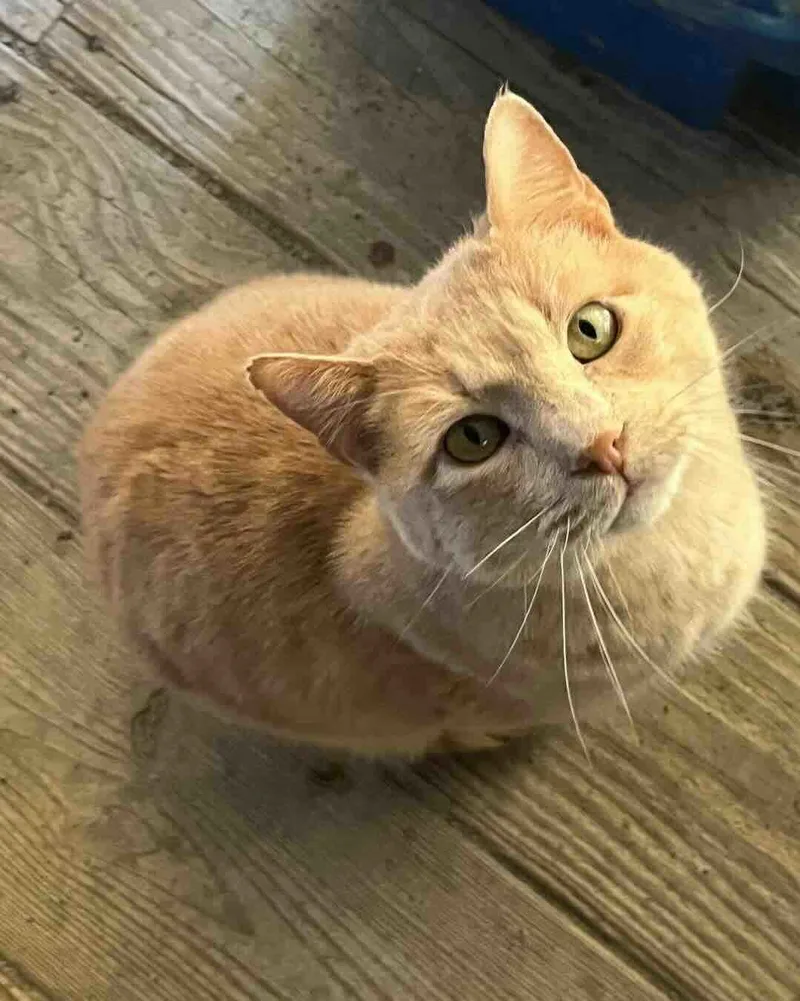 An adult small-sized male Tabby (Orange / Red) Tabby cat named Oscar for adoption in Shreveport, LA