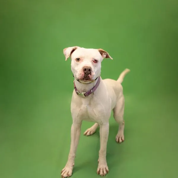 A young large-sized male Boxer dog named Pen  Mike for adoption in Lawrenceville, GA