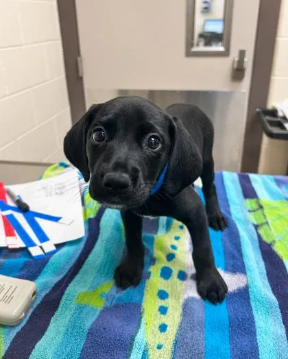 Dr. Robby thumbnail 2