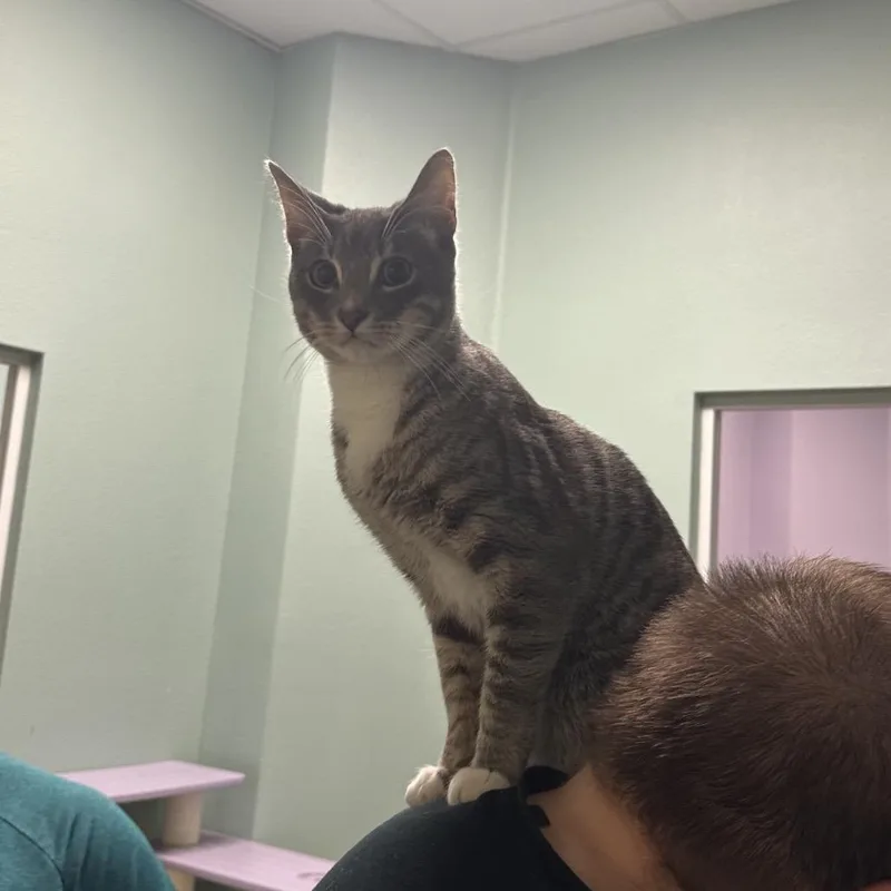 A young medium-sized male Gray / Blue / Silver Domestic Short Hair cat named Tarzan for adoption in Titusville, FL