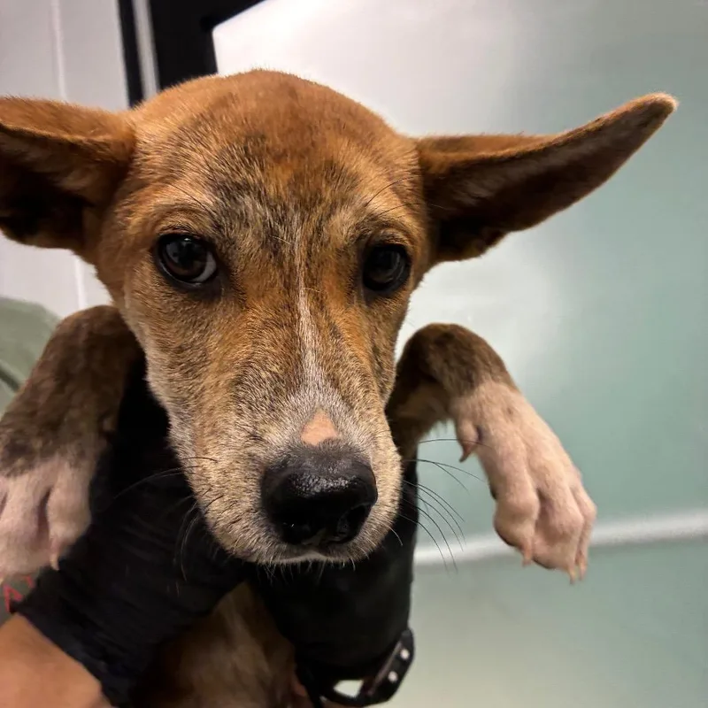 A young small-sized male Brindle Mixed Breed dog named Simba for adoption in Abilene, TX