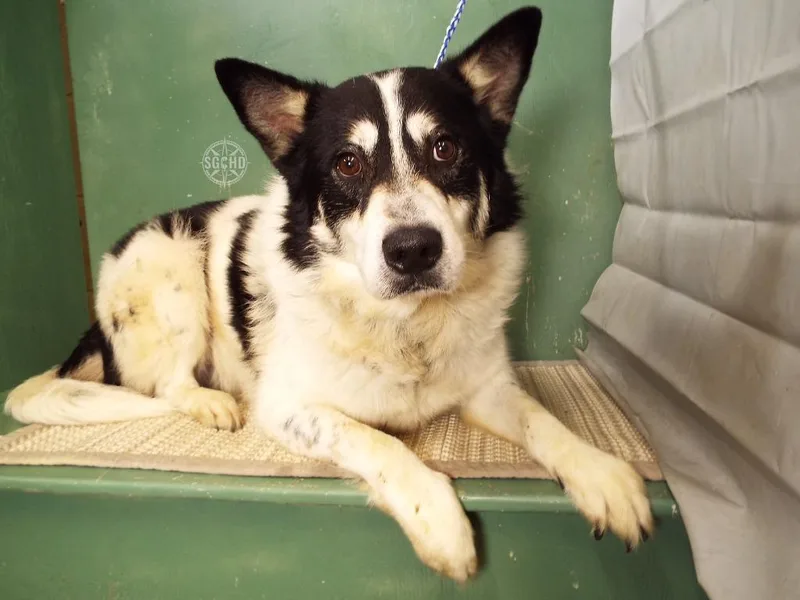 An adult medium-sized male Cattle Dog dog named Sylus for adoption in Libertyville, IL