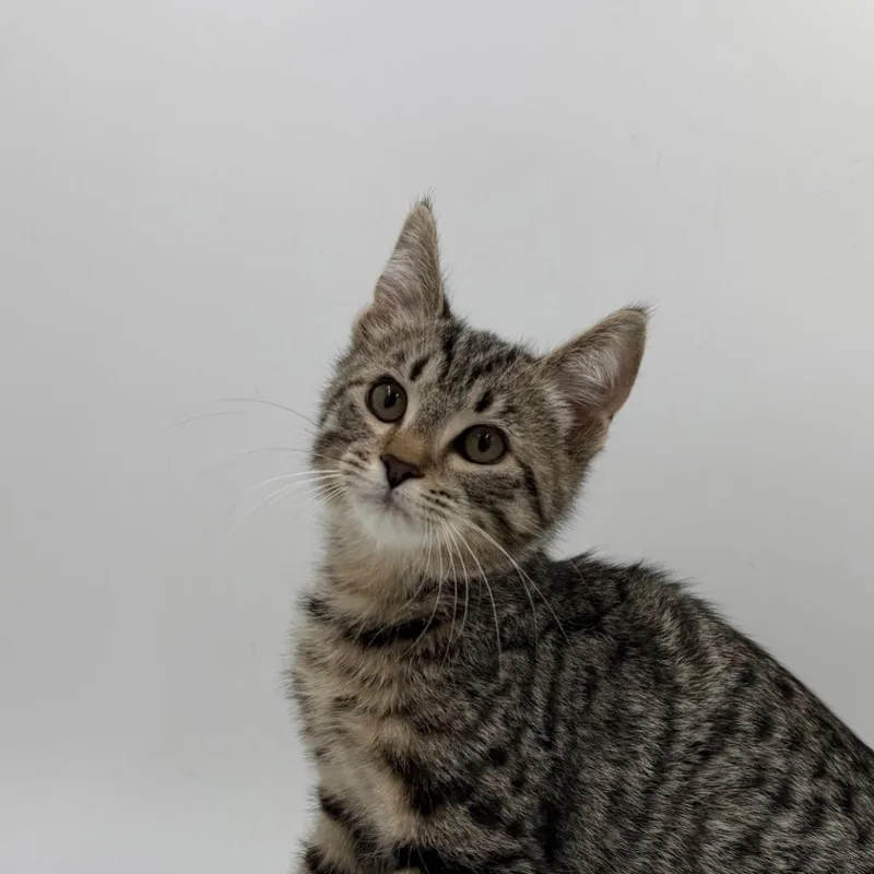A baby medium-sized male Domestic Short Hair cat named Peter Von Peter for adoption in State College, PA