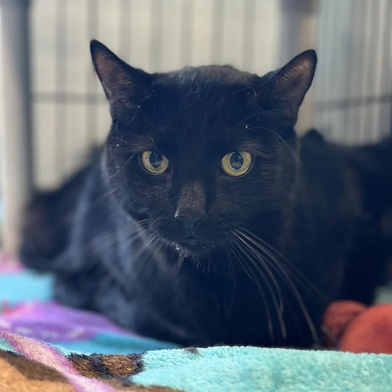 An adult large-sized male Black Domestic Short Hair cat named Superman for adoption in Matteson, IL