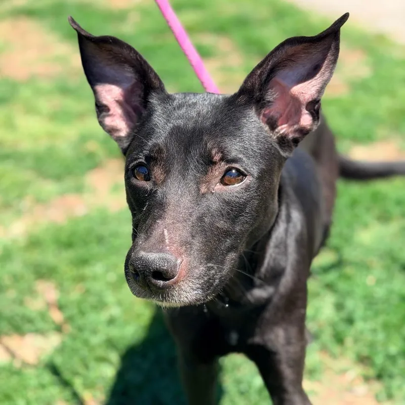 An adult medium-sized female Black Mixed Breed dog named Jennifer for adoption in Huntington, WV