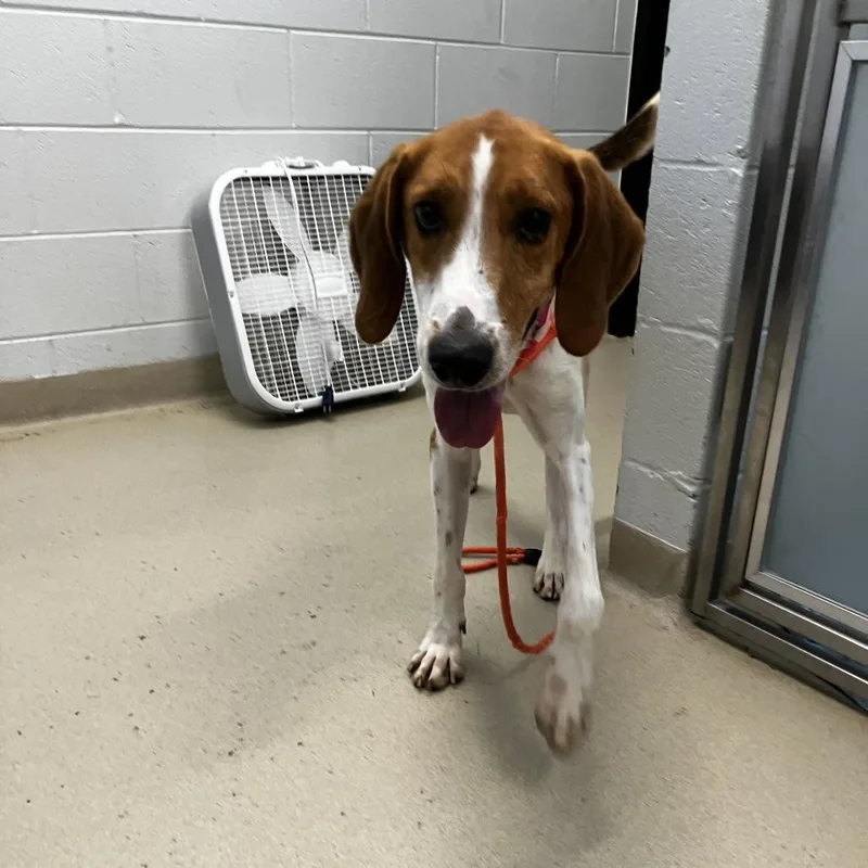 An adult medium-sized male Hound dog named Link for adoption in Marshall, VA