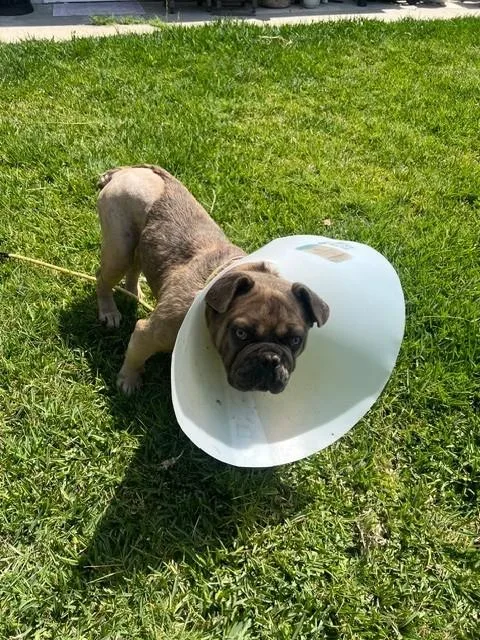 A young medium-sized male French Bulldog dog named Vito for adoption in Baldwin Park, CA