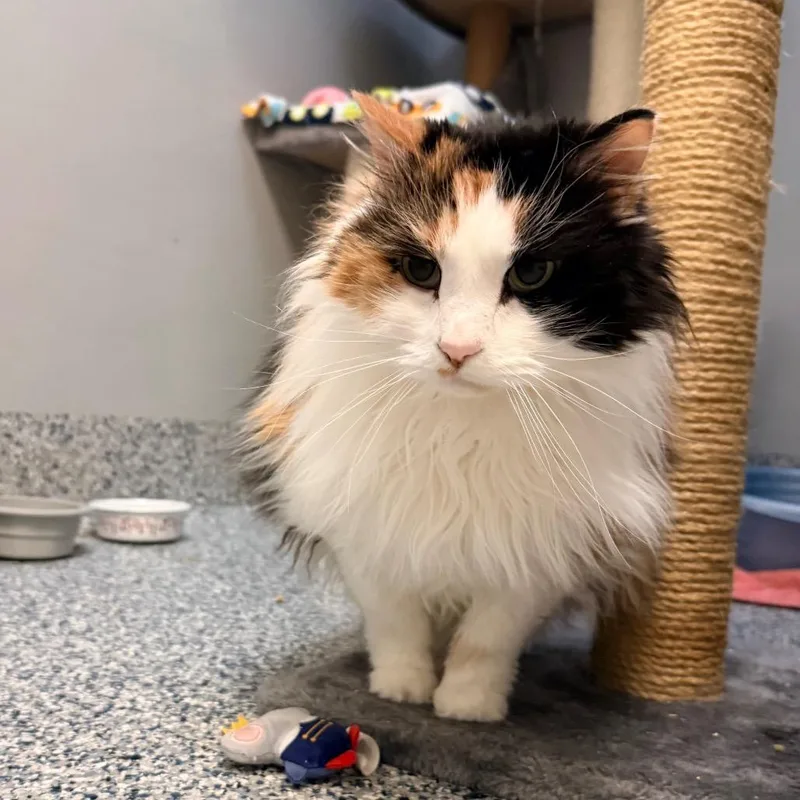 A senior extra large-sized female Calico Domestic Long Hair cat named Molly for adoption in Great Falls, MT