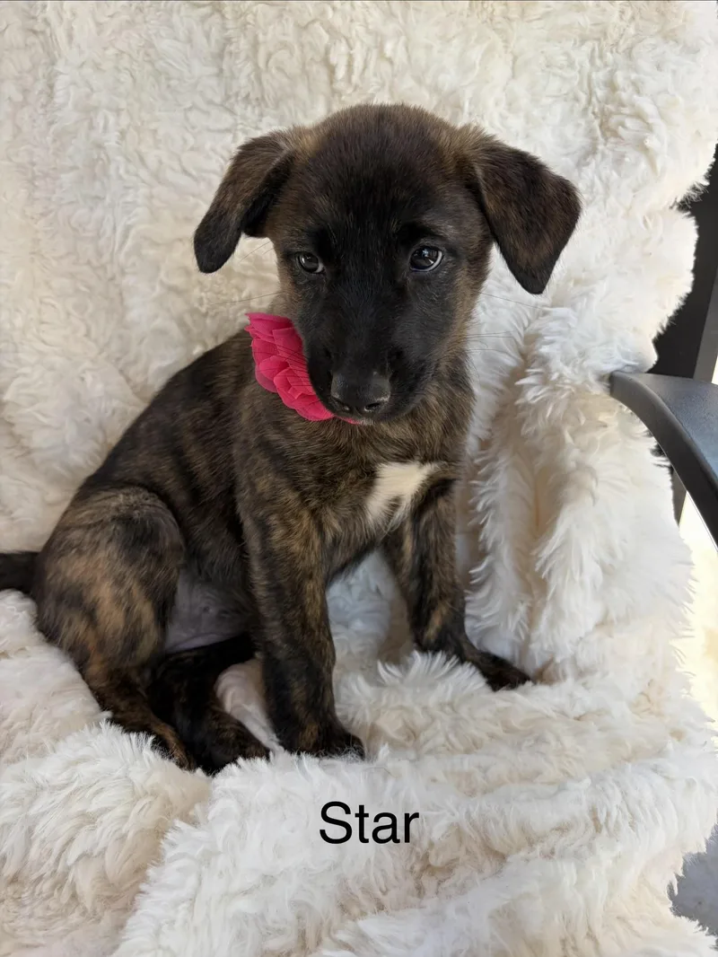 Star
