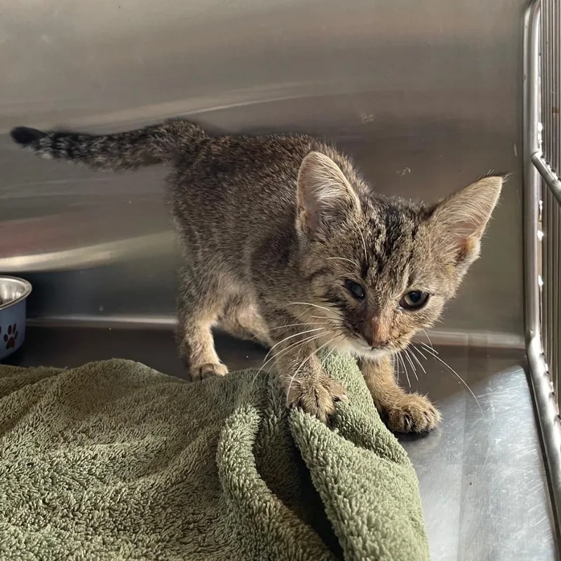 A baby small-sized female Domestic Short Hair cat named Baby Gracie for adoption in Murray, KY