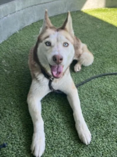 An adult large-sized female Husky dog named Blaize for adoption in Chatsworth, CA