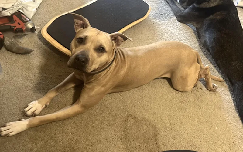 An adult medium-sized female Pit Bull Terrier dog named Fiona for adoption in Amherst, MA