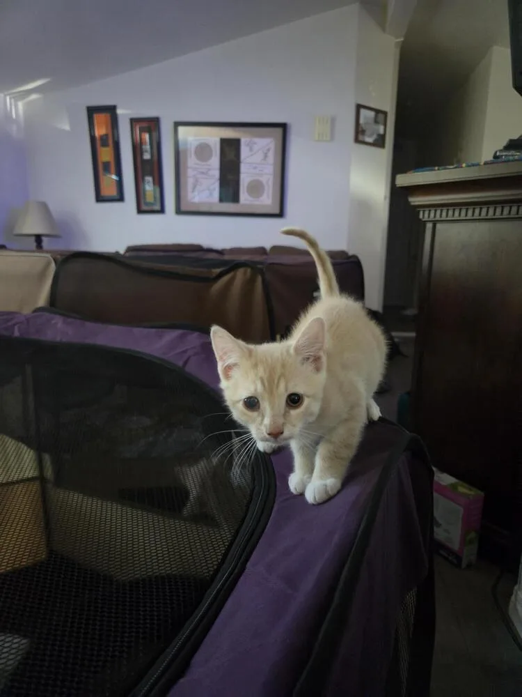 A baby small-sized male Tabby (Orange / Red) Domestic Short Hair cat named Ron for adoption in Lancaster, CA