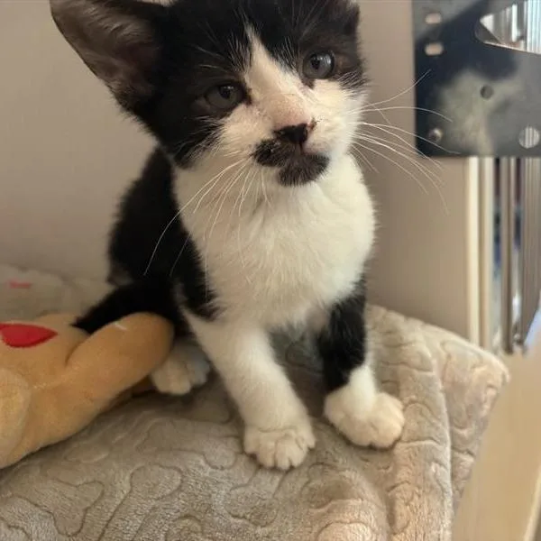 A baby small-sized male Black Domestic Short Hair cat named Bat for adoption in Phoenix, AZ
