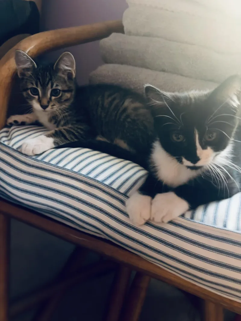A baby medium-sized male Black & White / Tuxedo Domestic Short Hair cat named Sam for adoption in Wheat Ridge, CO