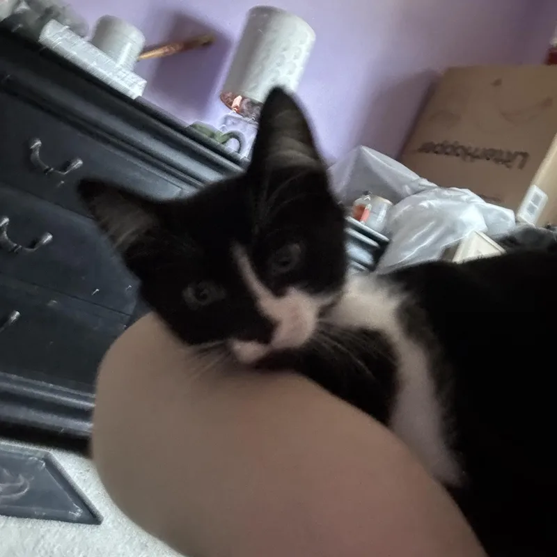 Sam thumbnail 4
