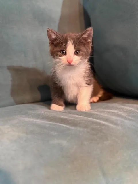 A baby medium-sized male Gray & White Domestic Short Hair cat named Emory for adoption in Houston, TX