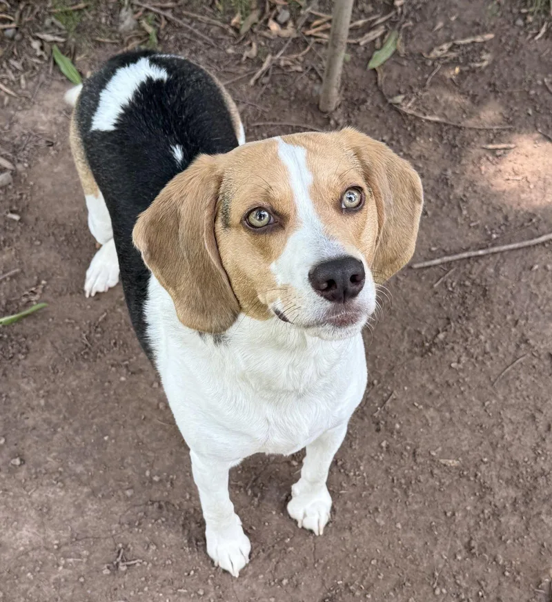 An adult medium-sized male Beagle dog named Major for adoption in Midland, VA