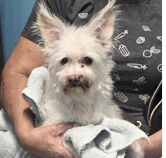 A senior medium-sized female Toy Fox Terrier dog named Precious for adoption in Houston, TX