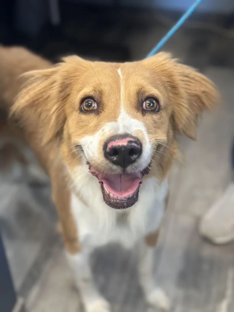 An adult medium-sized female Border Collie dog named Flora for adoption in Stafford, VA