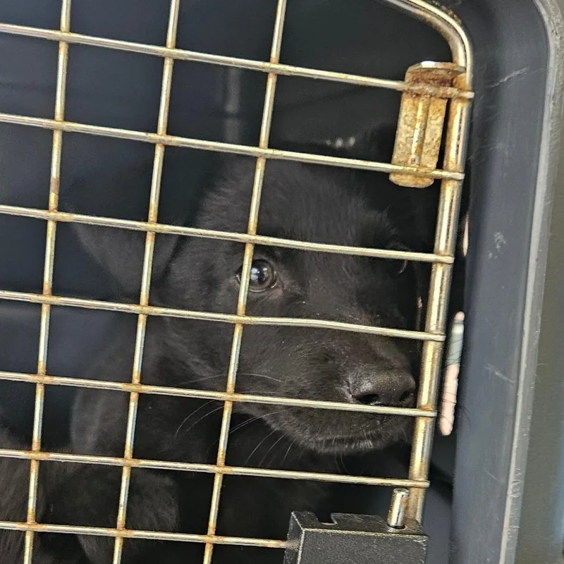 A baby small-sized male Black Labrador Retriever dog named Lemon for adoption in Montgomery, AL