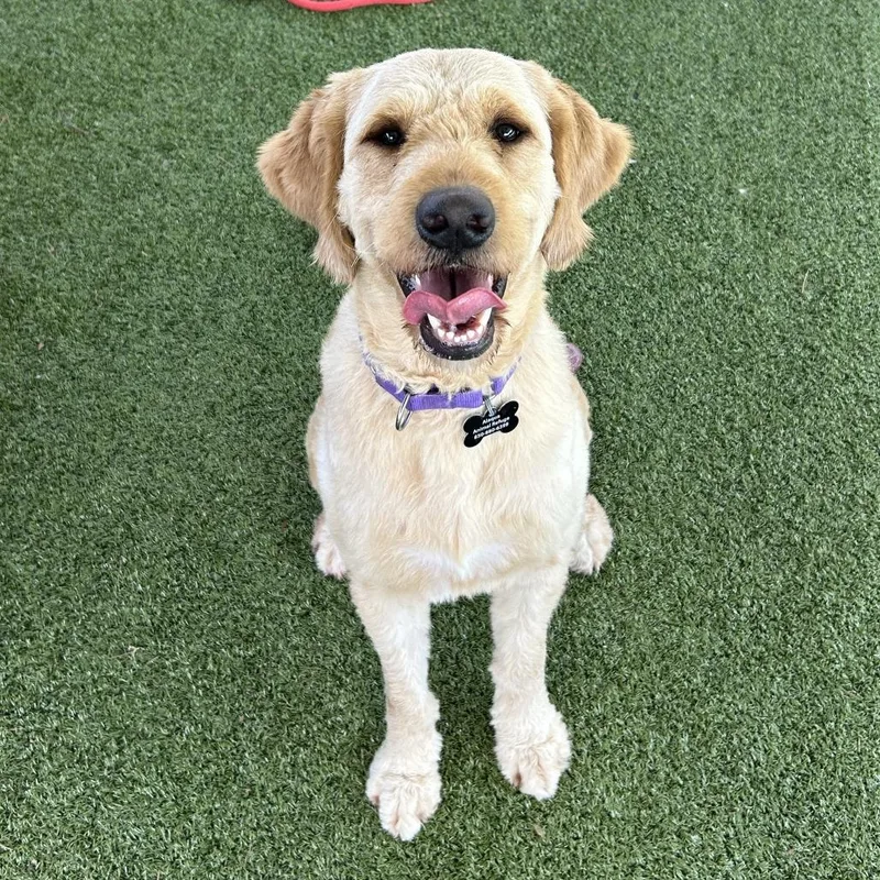 An adult large-sized male Apricot / Beige Standard Poodle dog named William for adoption in Freeport, FL