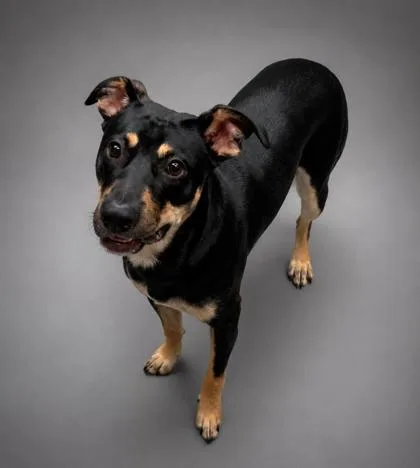 An adult medium-sized male Shepherd dog named Jj for adoption in Bowling Green, KY