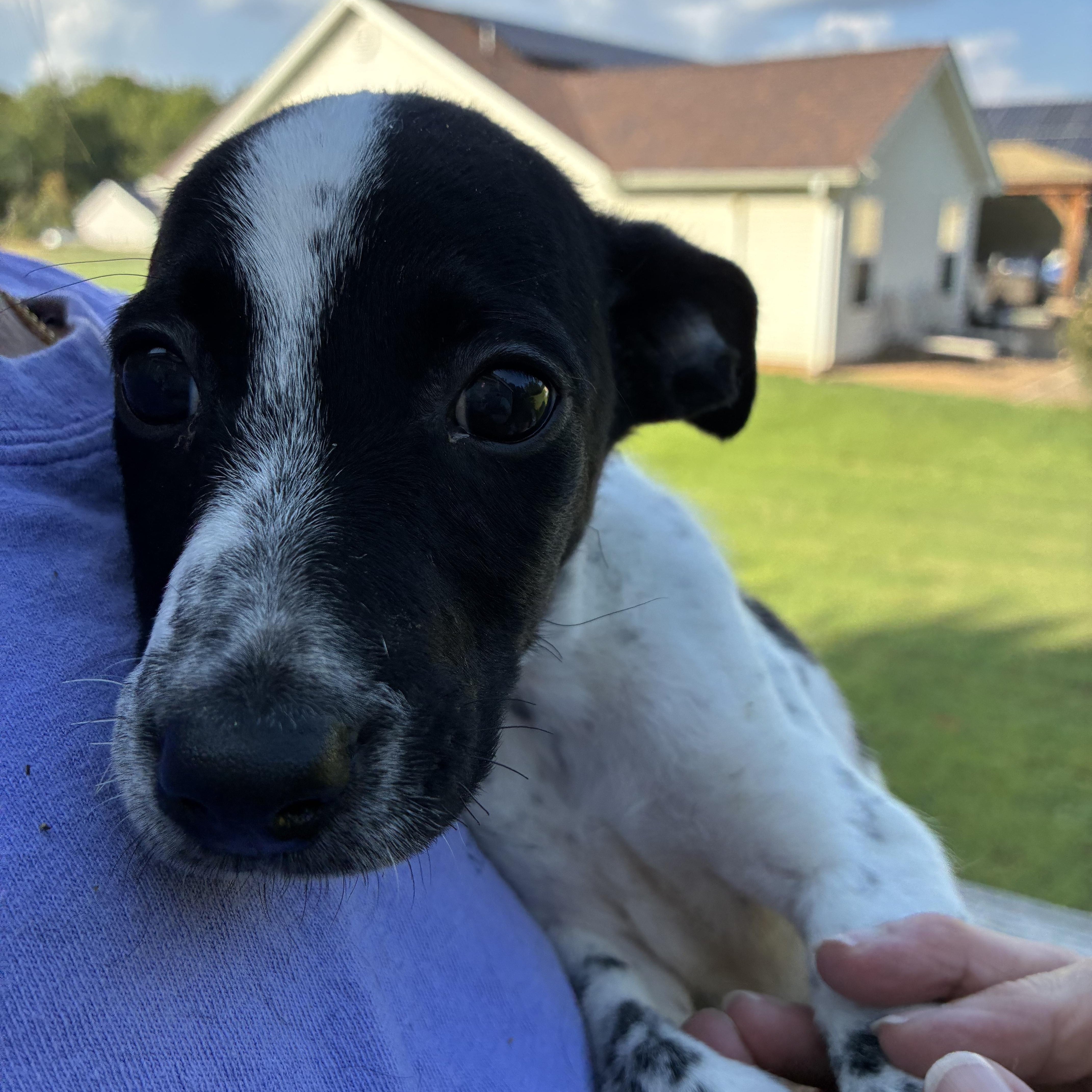 A baby small-sized male Terrier dog named Buckwheat for adoption in Woodruff, SC