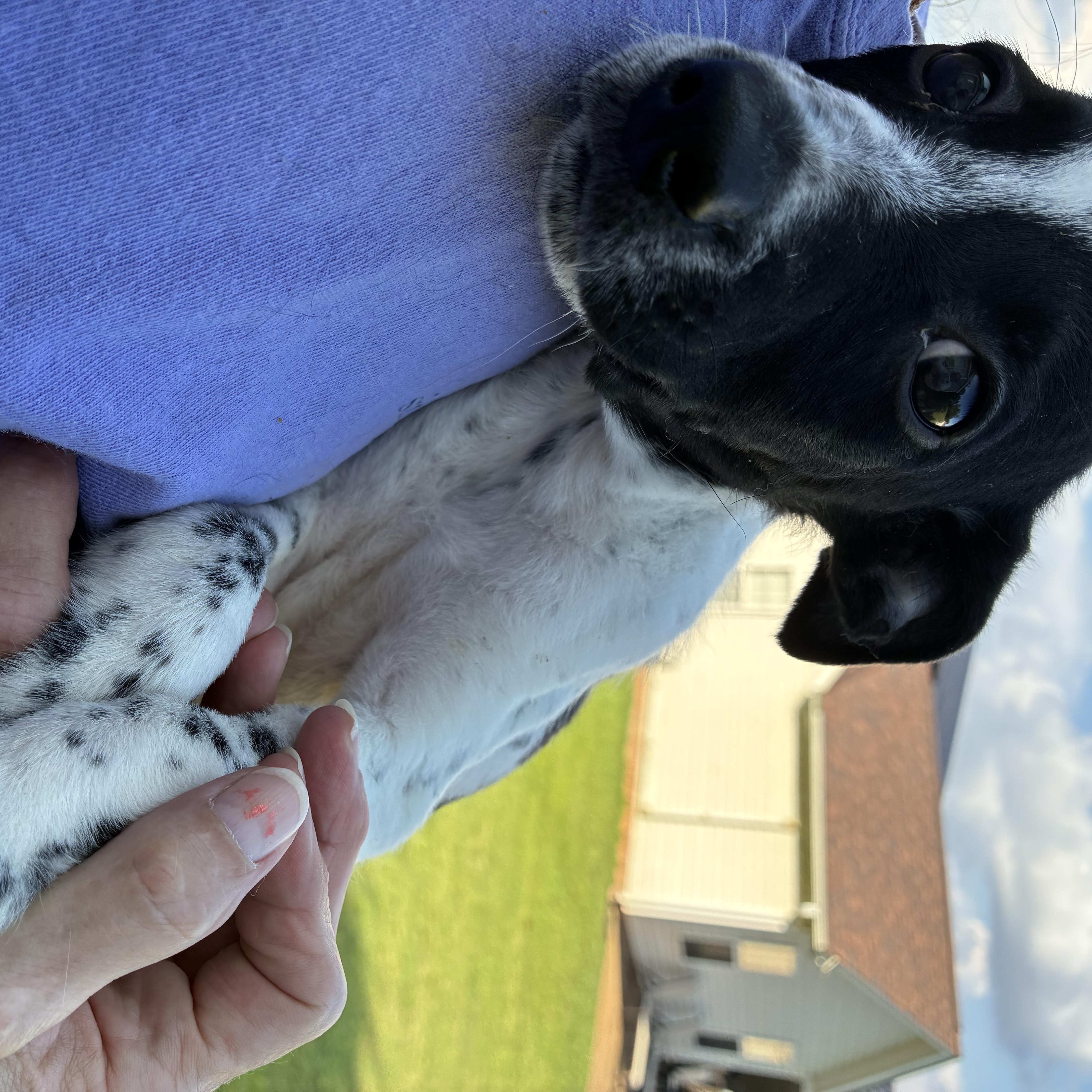 Buckwheat thumbnail 3
