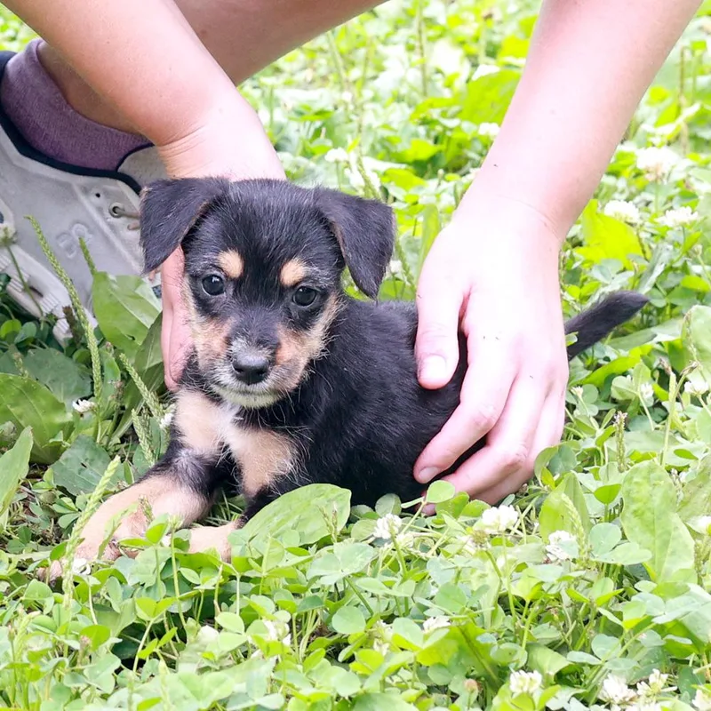A baby small-sized female Brown / Chocolate Border Terrier dog named RoAvail for adoption in West Grove, PA