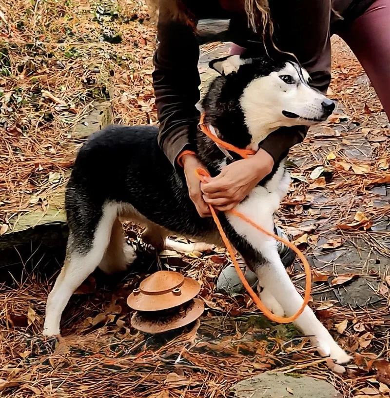 An adult medium-sized female Siberian Husky dog named Aspen Lane for adoption in Sumter, SC
