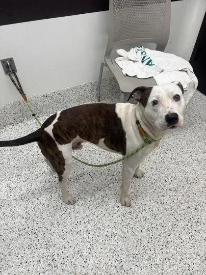 An adult large-sized male Mixed Breed dog named Benji for adoption in Atlanta, GA