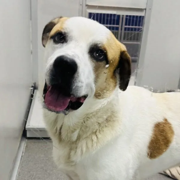 A young large-sized male Mountain Cur dog named Fenway for adoption in Des Moines, IA