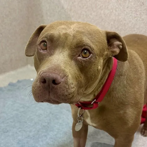 An adult medium-sized female American Staffordshire Terrier dog named Pepper for adoption in Walnut Creek, CA