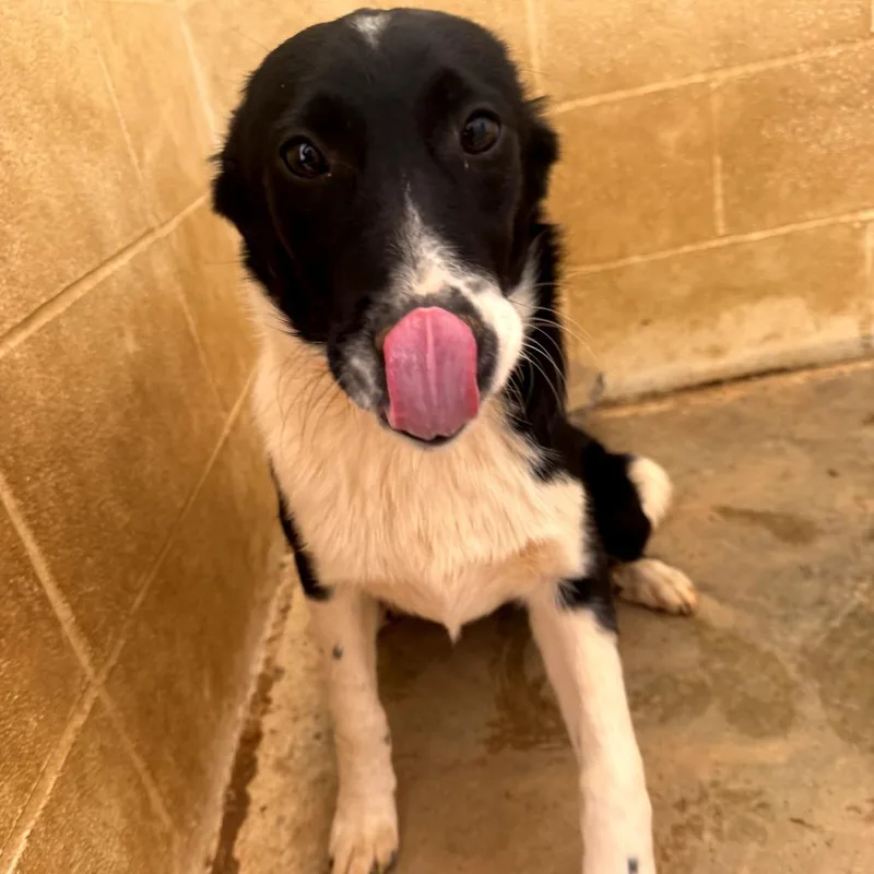 A young medium-sized female Apricot / Beige Mixed Breed dog named Lizzo for adoption in LOXAHATCHEE, FL