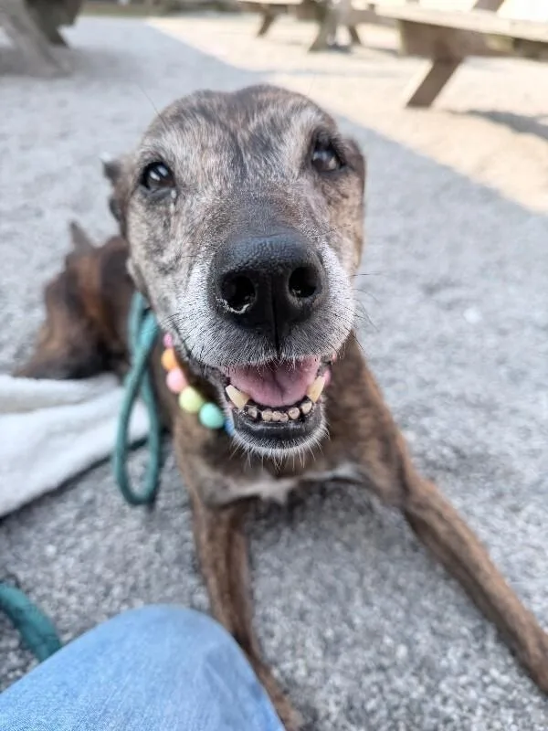 A senior large-sized female Brindle Mixed Breed dog named Layla for adoption in Cincinnati, OH