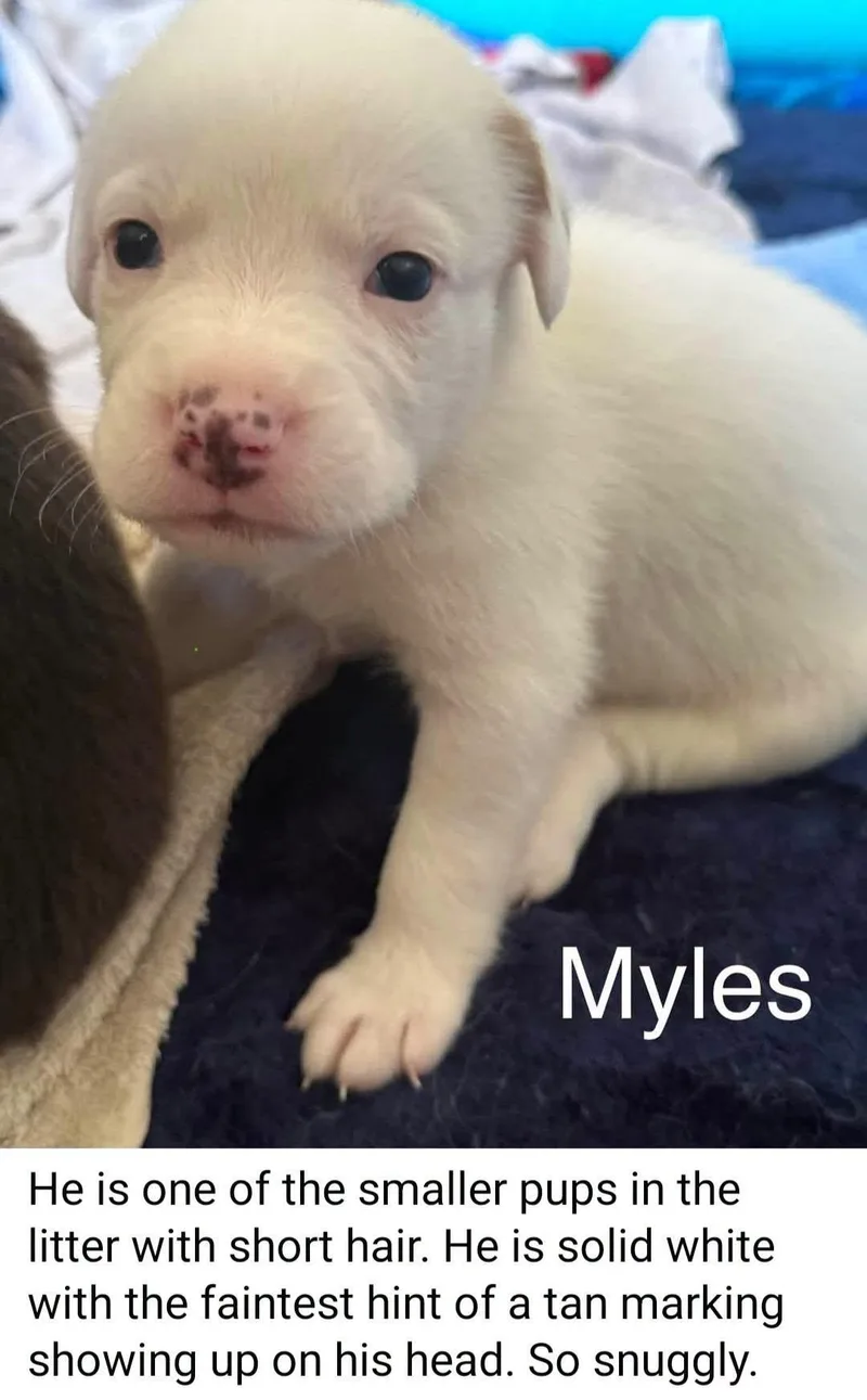 Myles