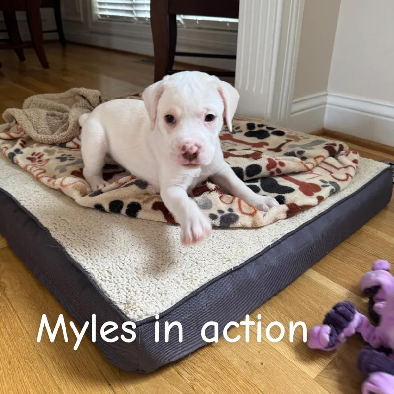 Myles thumbnail 2