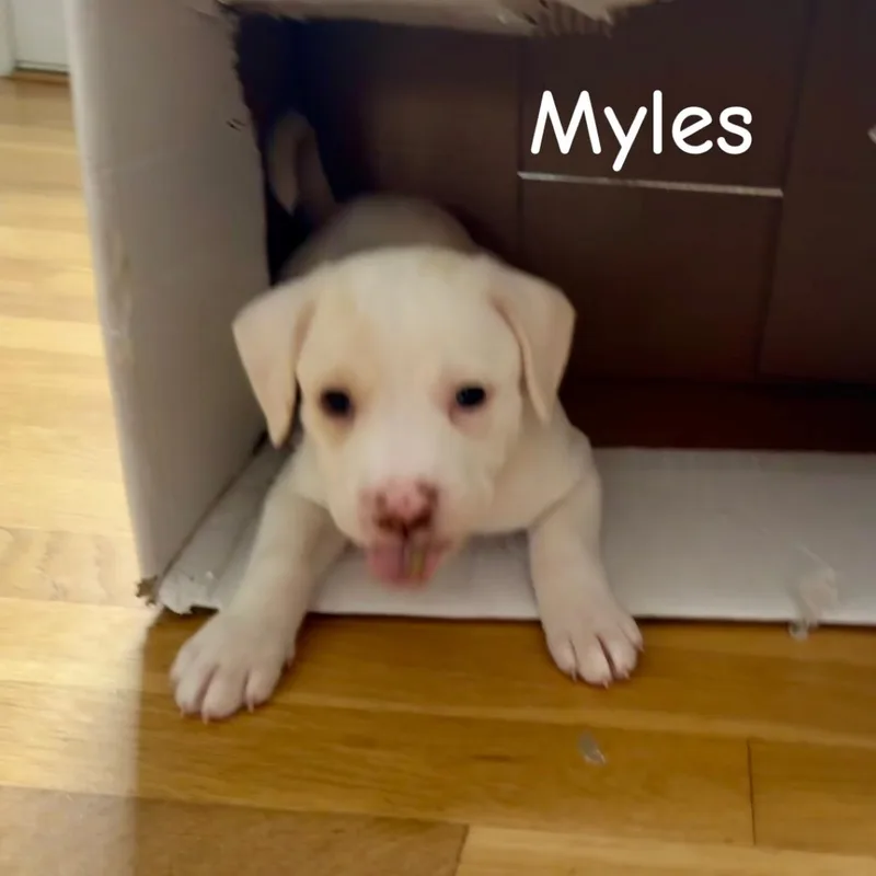 Myles thumbnail 3