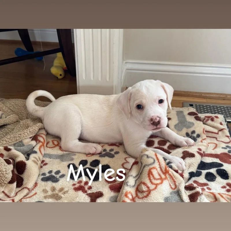Myles thumbnail 4