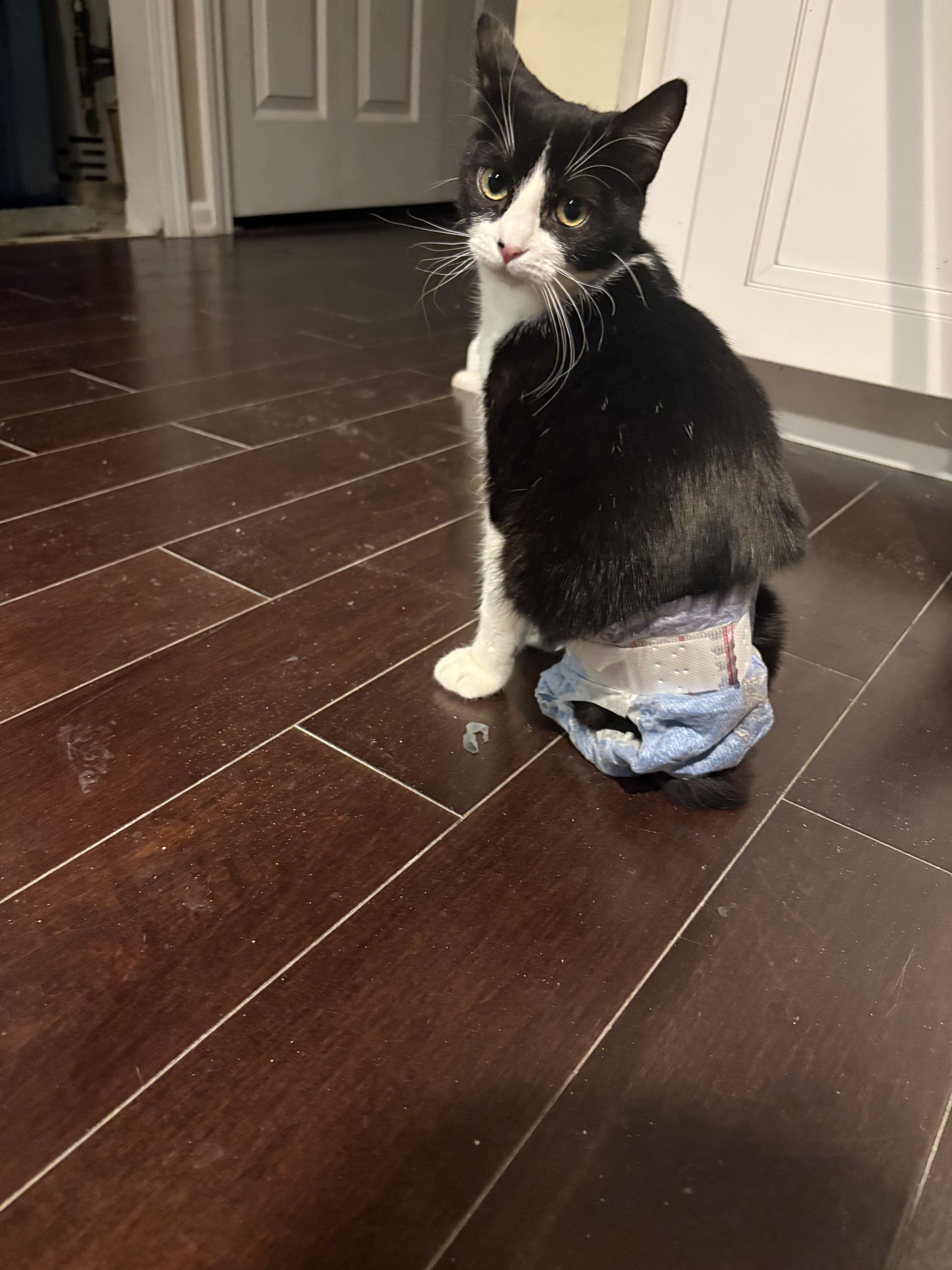A baby small-sized female Domestic Short Hair cat named Daisy for adoption in Warminster, PA