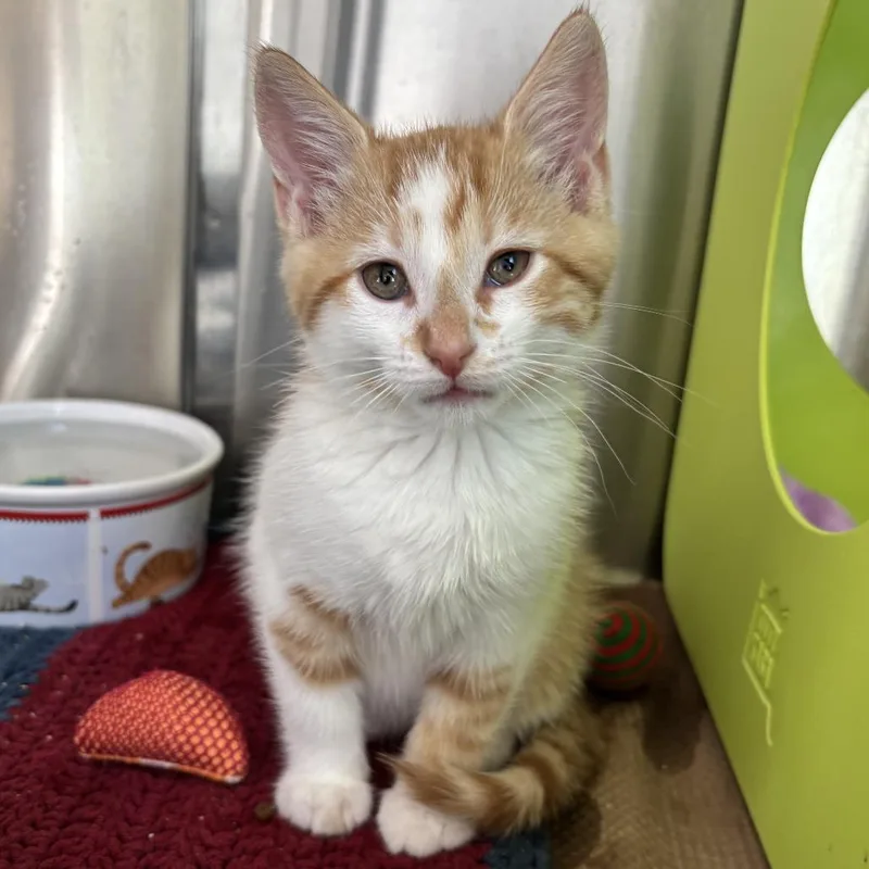 A baby small-sized male Orange / Red Domestic Short Hair cat named Ember for adoption in Middletown, RI