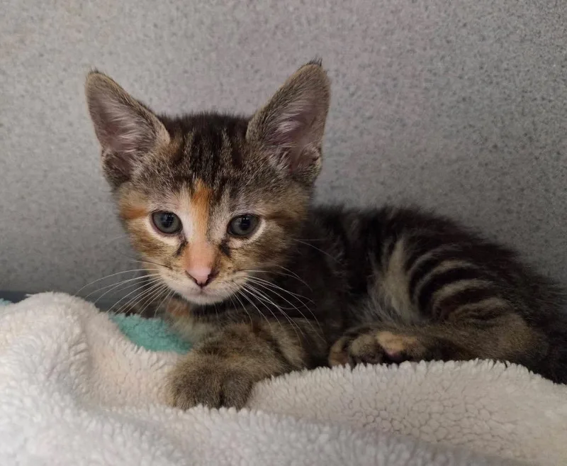 A baby small-sized female Domestic Short Hair cat named Mew for adoption in Liverpool, NY